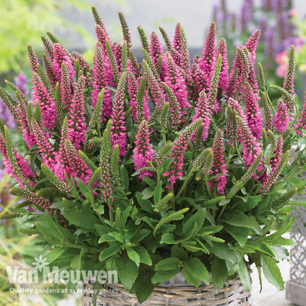 Veronica 'Bubblegum Candles'