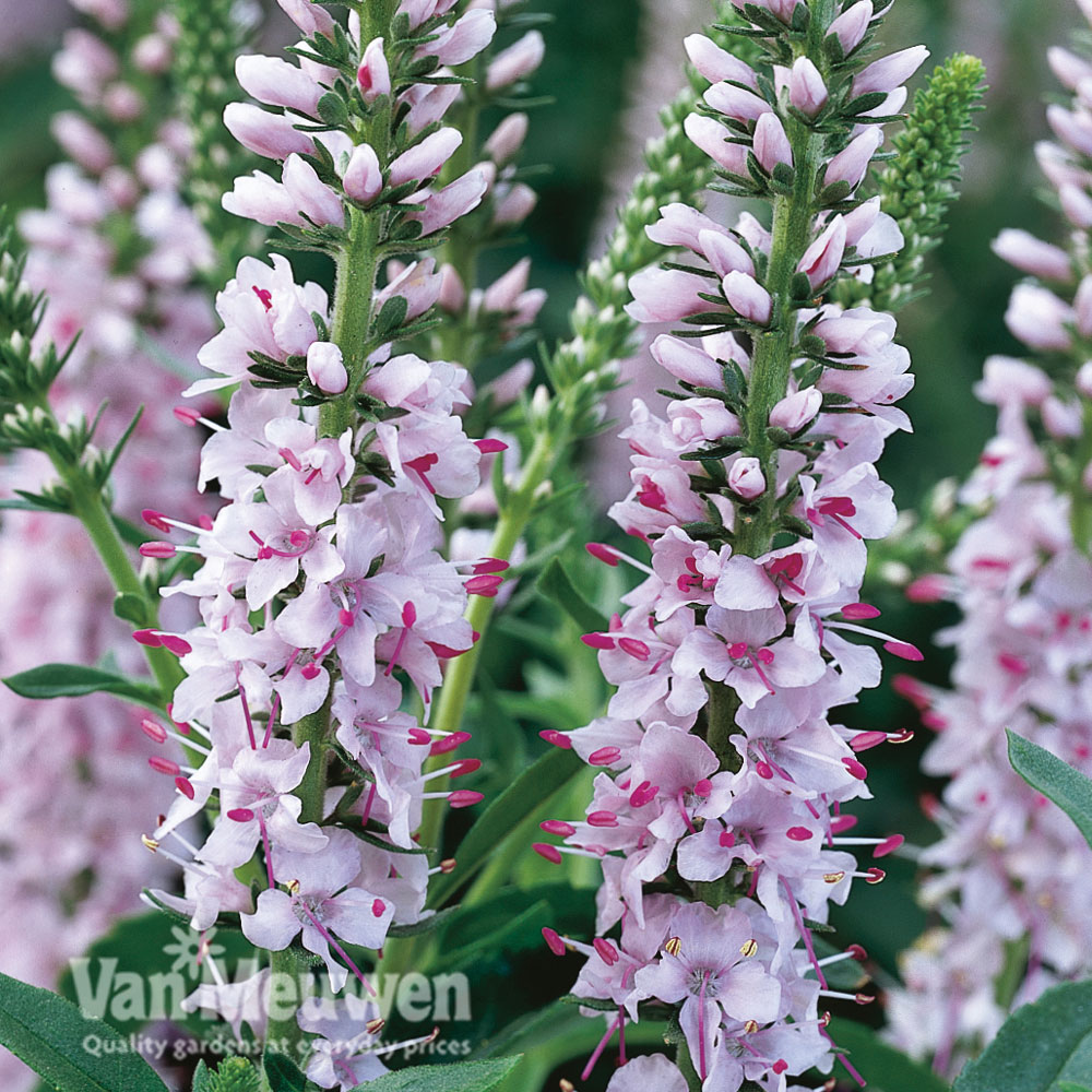 Veronica 'Pink Harmony'