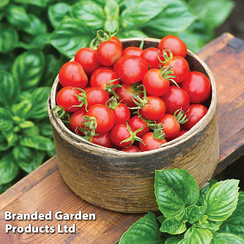 Tomato (Bush) 'Baby Boomer'