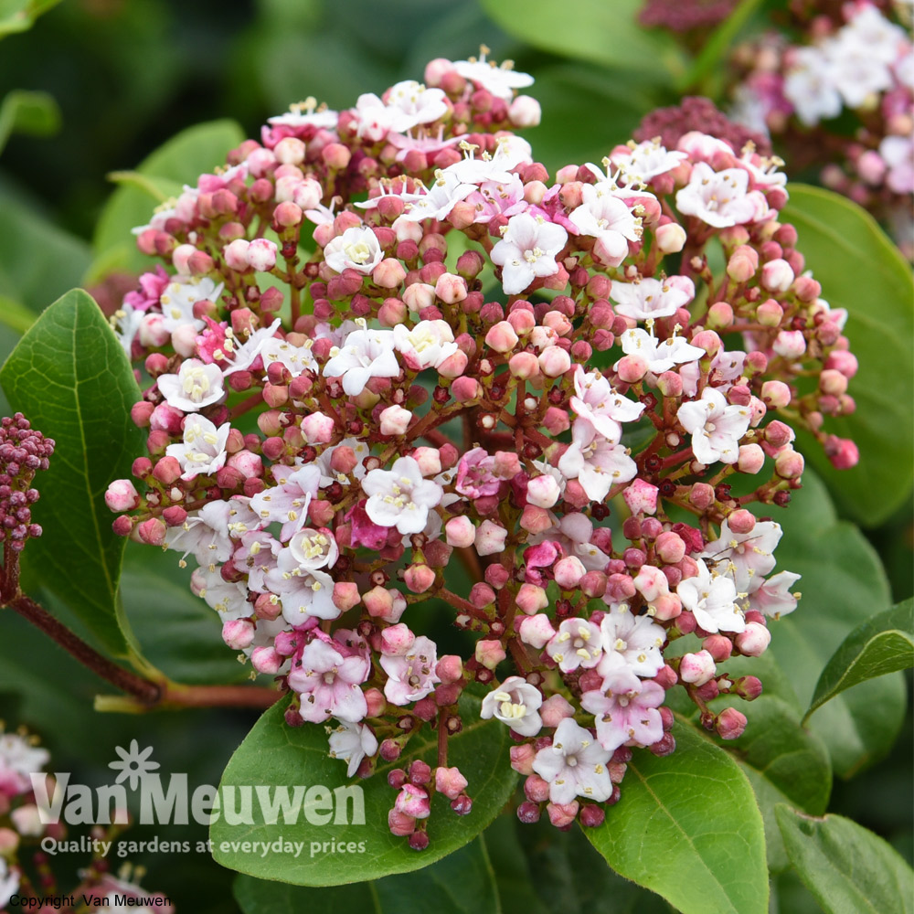 Viburnum tinus 'Lisarose'