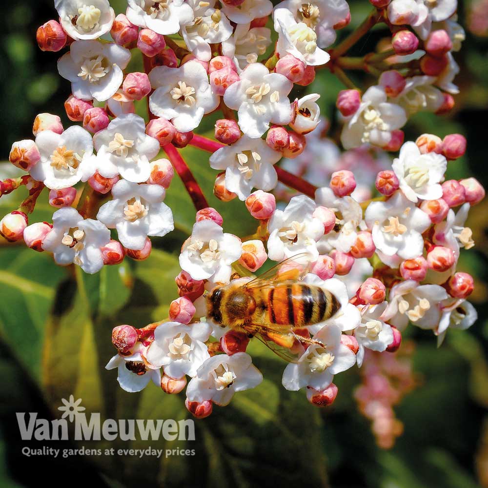 Viburnum tinus