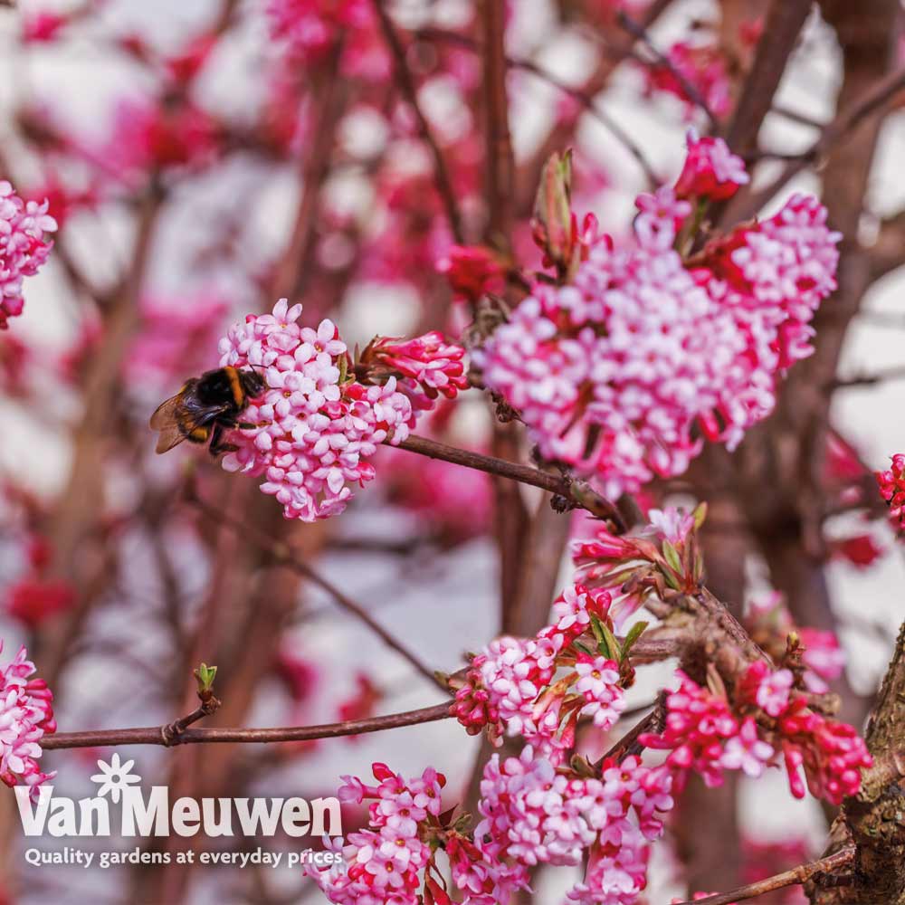 Viburnum x bodnantense 'Dawn'