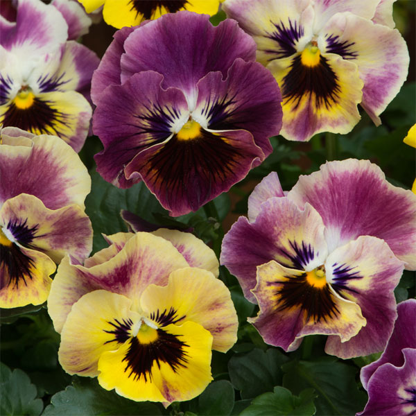 Pansy 'Frizzle Sizzle Fire Mixed'