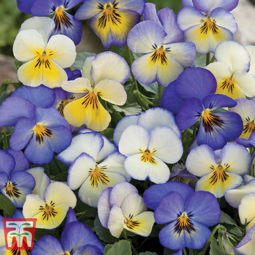 Viola 'Cool Summer Breeze'