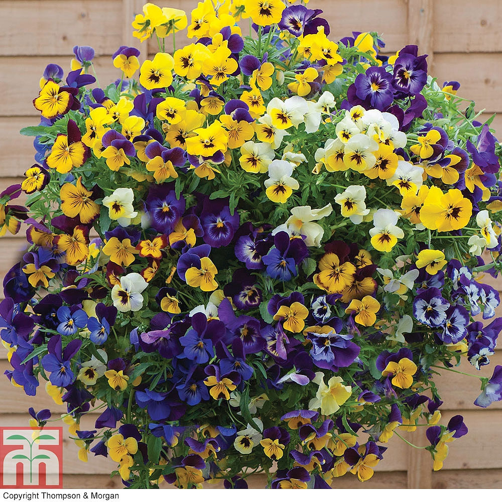 Viola 'Waterfall' Mixed