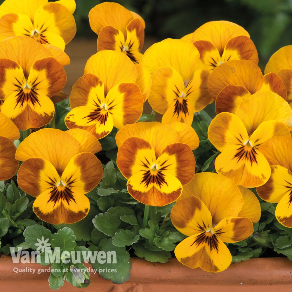 Viola 'Sorbet Honeybee'