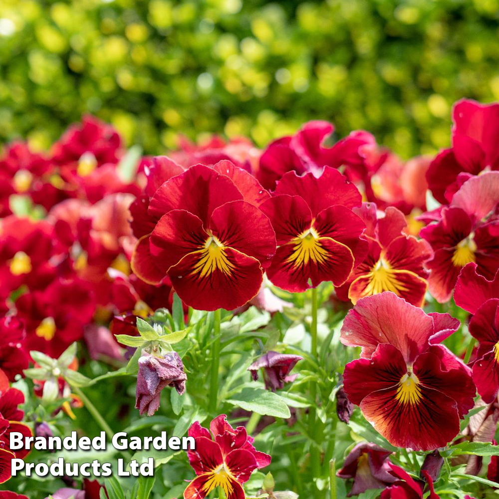 Viola 'Scarlet'