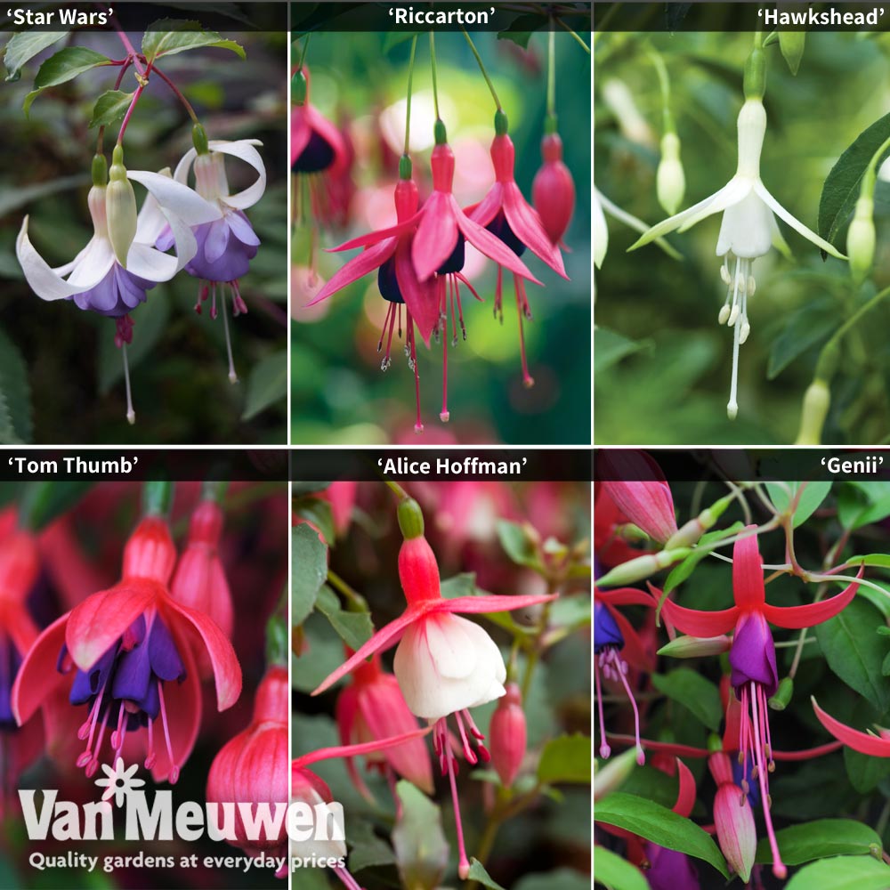 Fuchsia Colour Collection (Hardy)