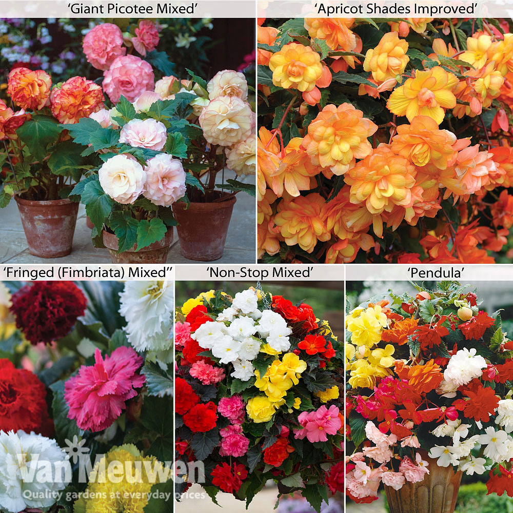 Image of Begonia Collection