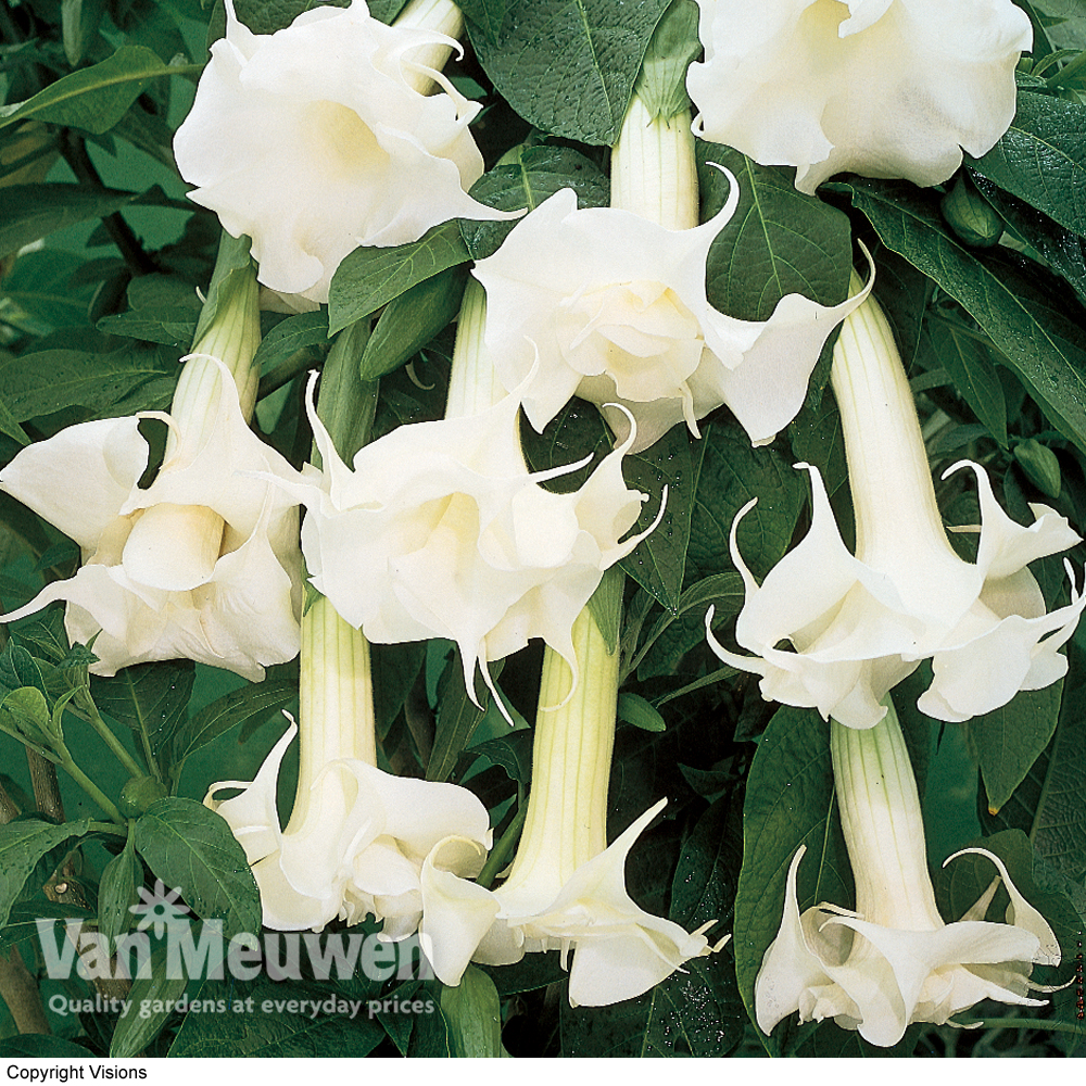 Angels Trumpets 'Double Fragrant White'