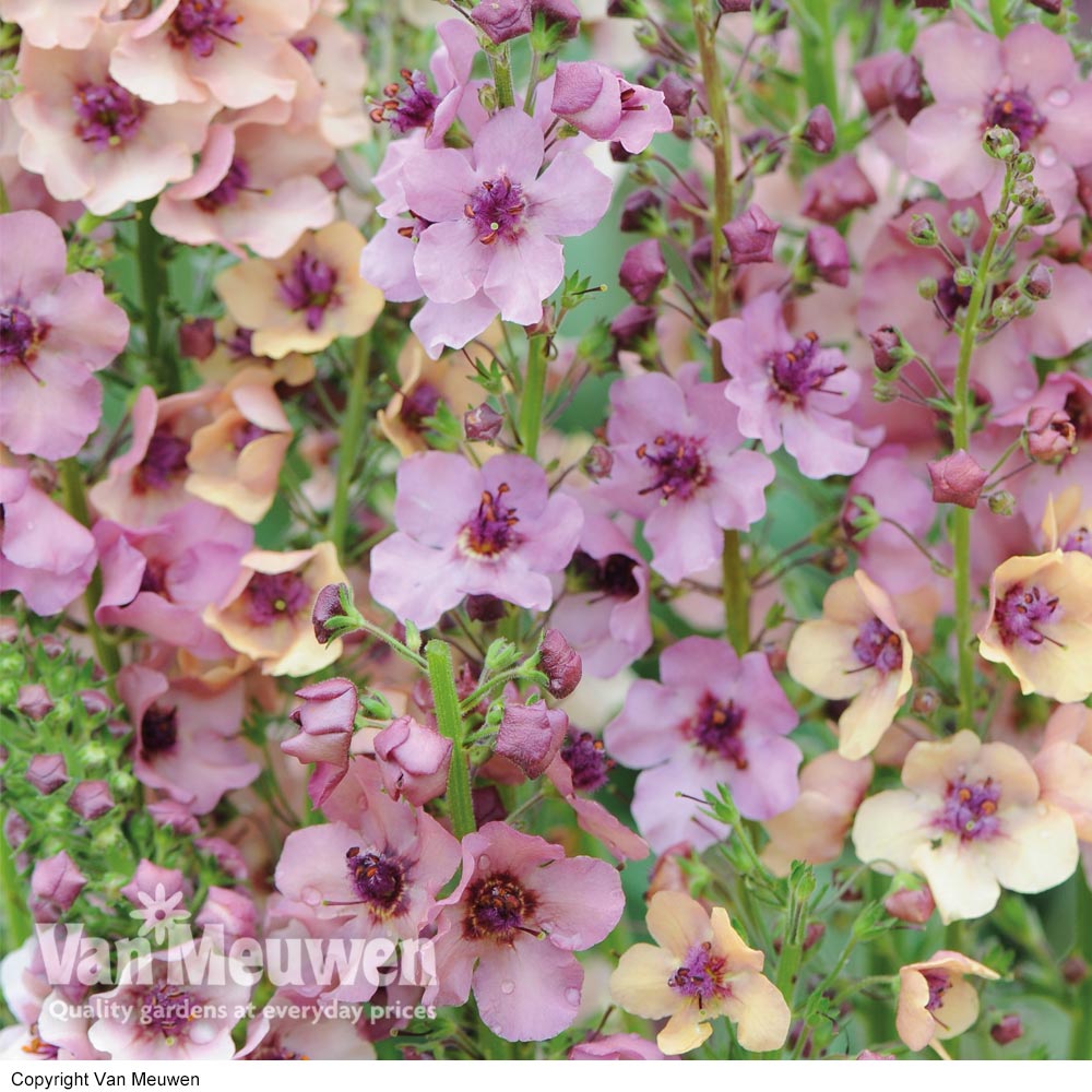 Verbascum x hybrida 'Southern Charm'