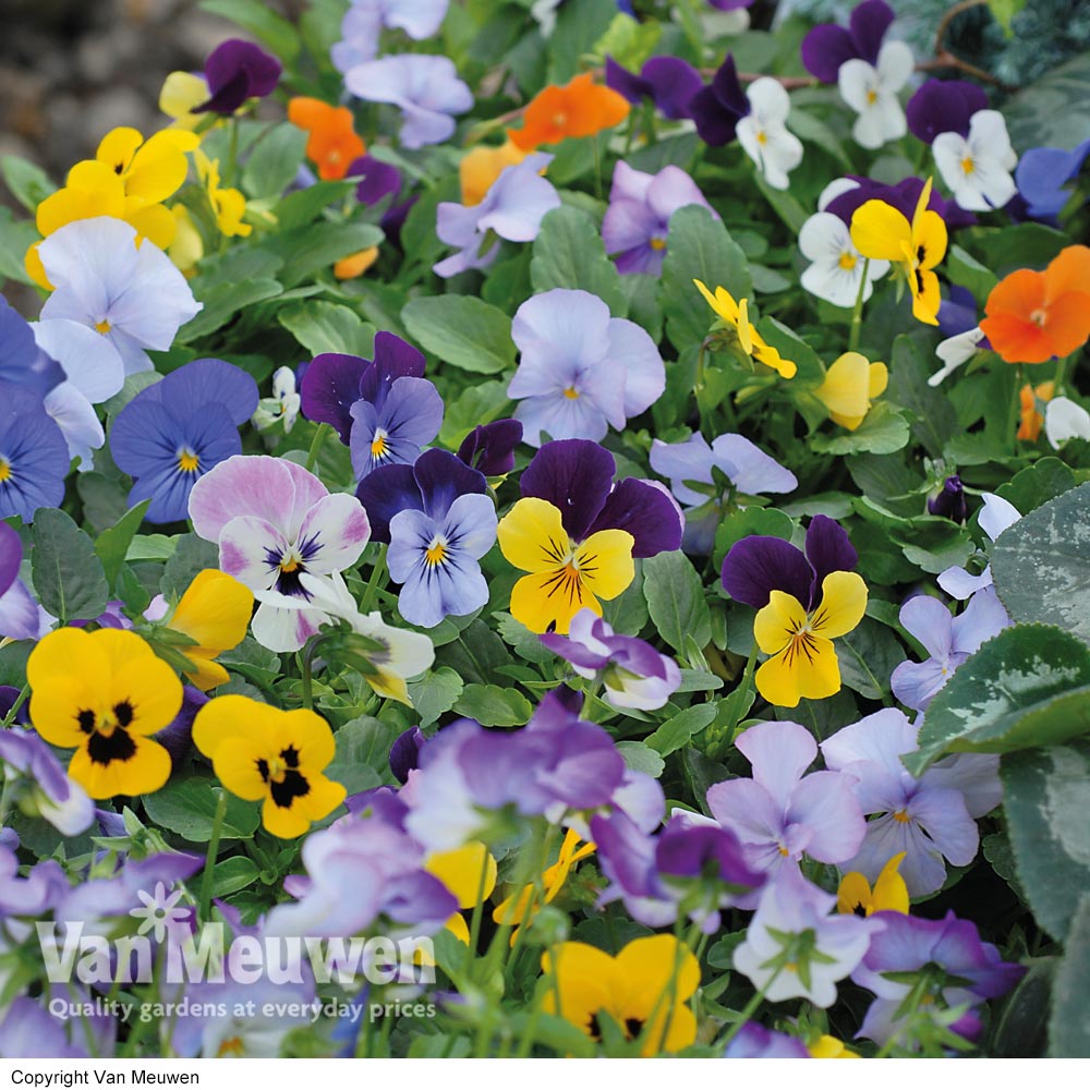 Viola 'Sorbet Mixed'