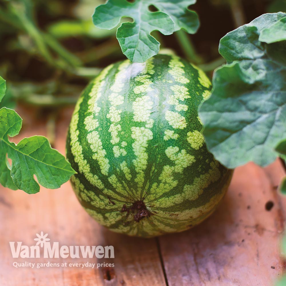 Watermelon 'Mini Love' F1 Hybrid