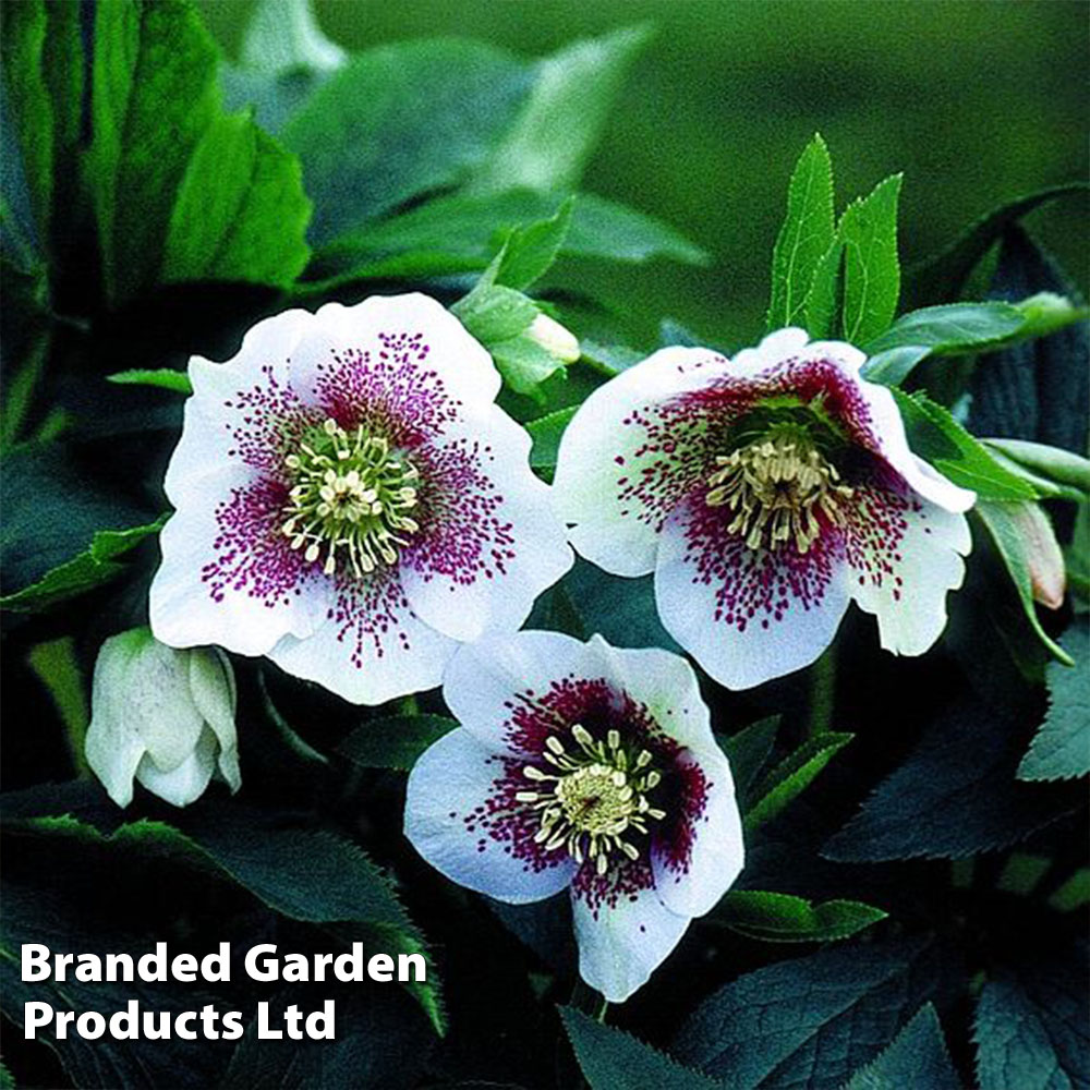 Helleborus 'Single White Blotched'