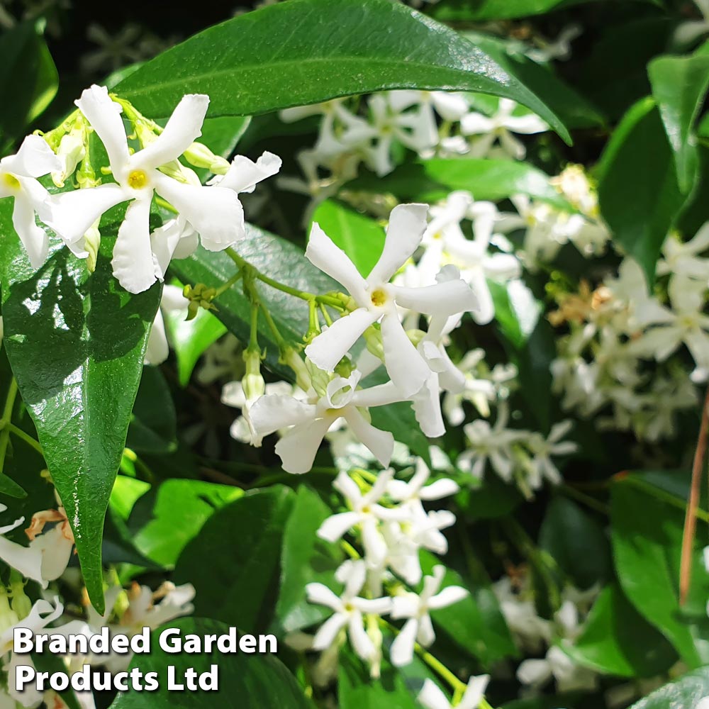 Trachelospermum jasminoides 'White Wings'