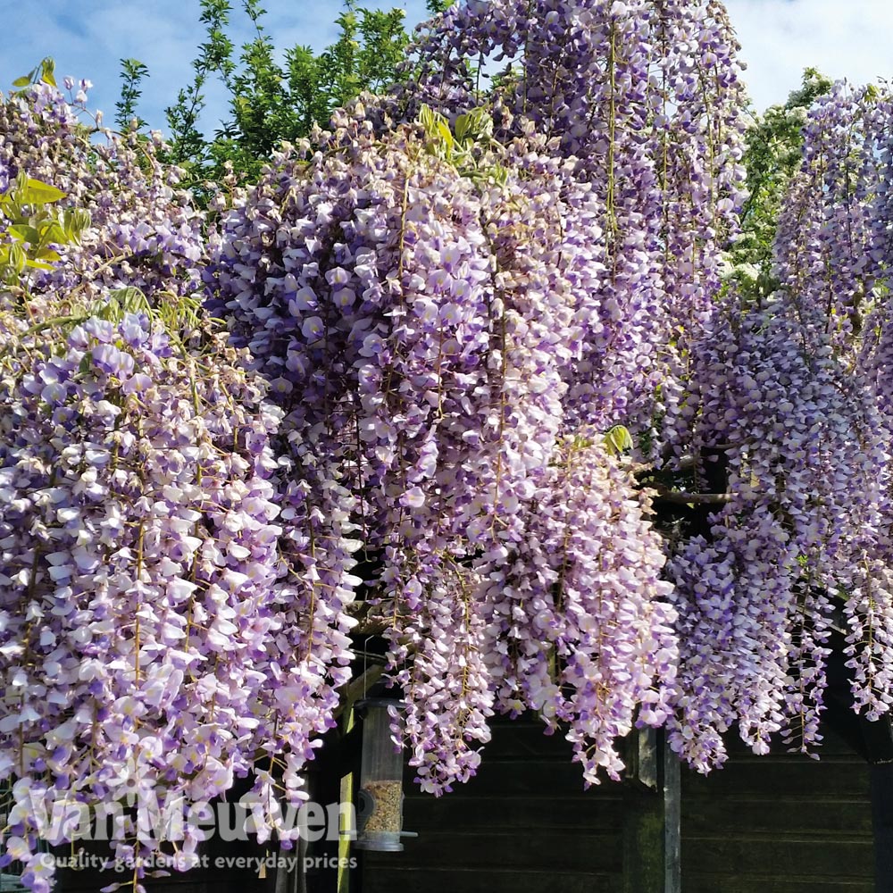 Wisteria sinensis 'Prolific'