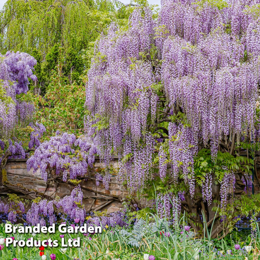 Wisteria floribunda 'Lavender Lace'