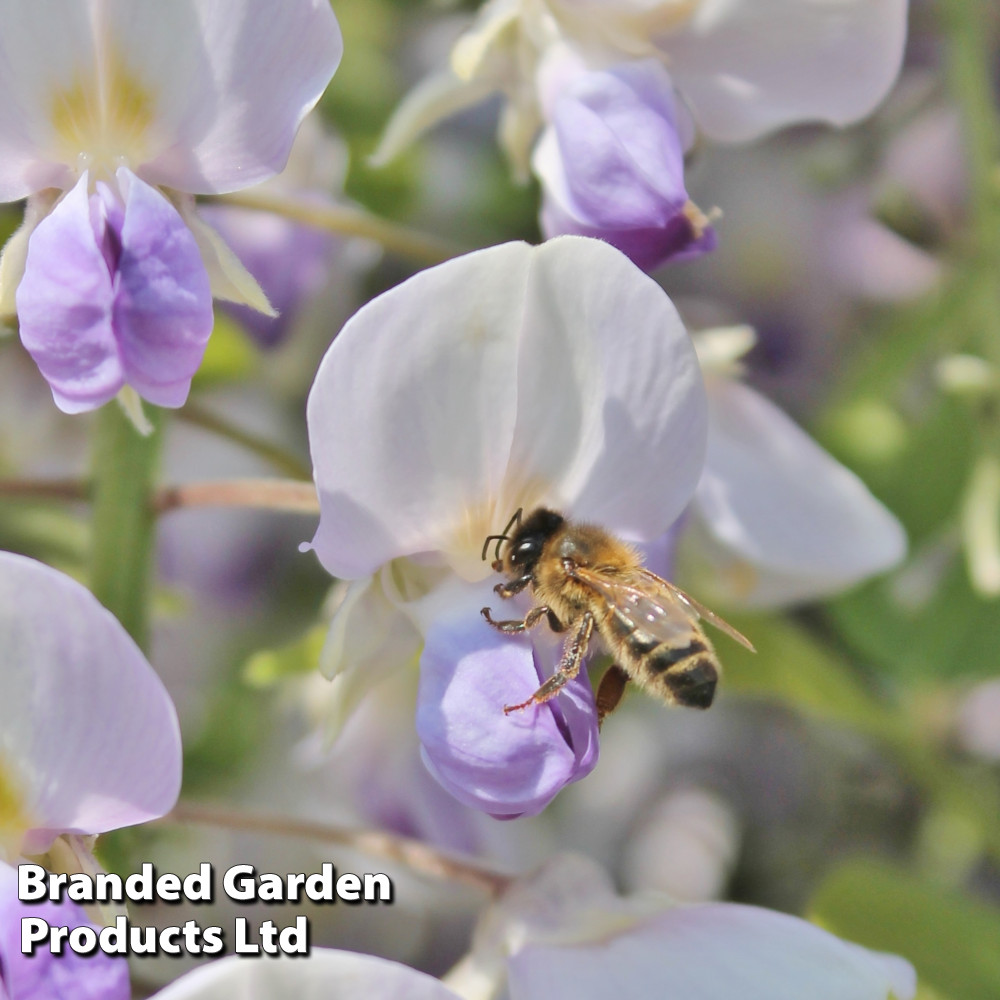 Wisteria floribunda 'Geisha'