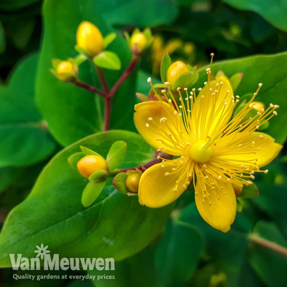 Hypericum 'Gemo'