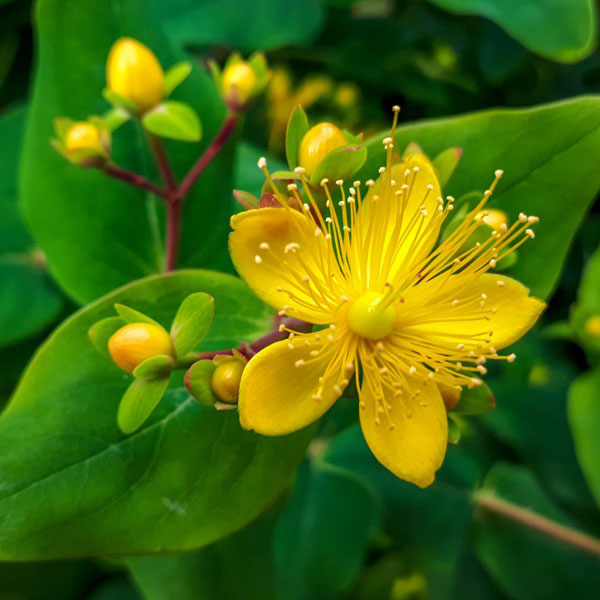 Hypericum 'Gemo'