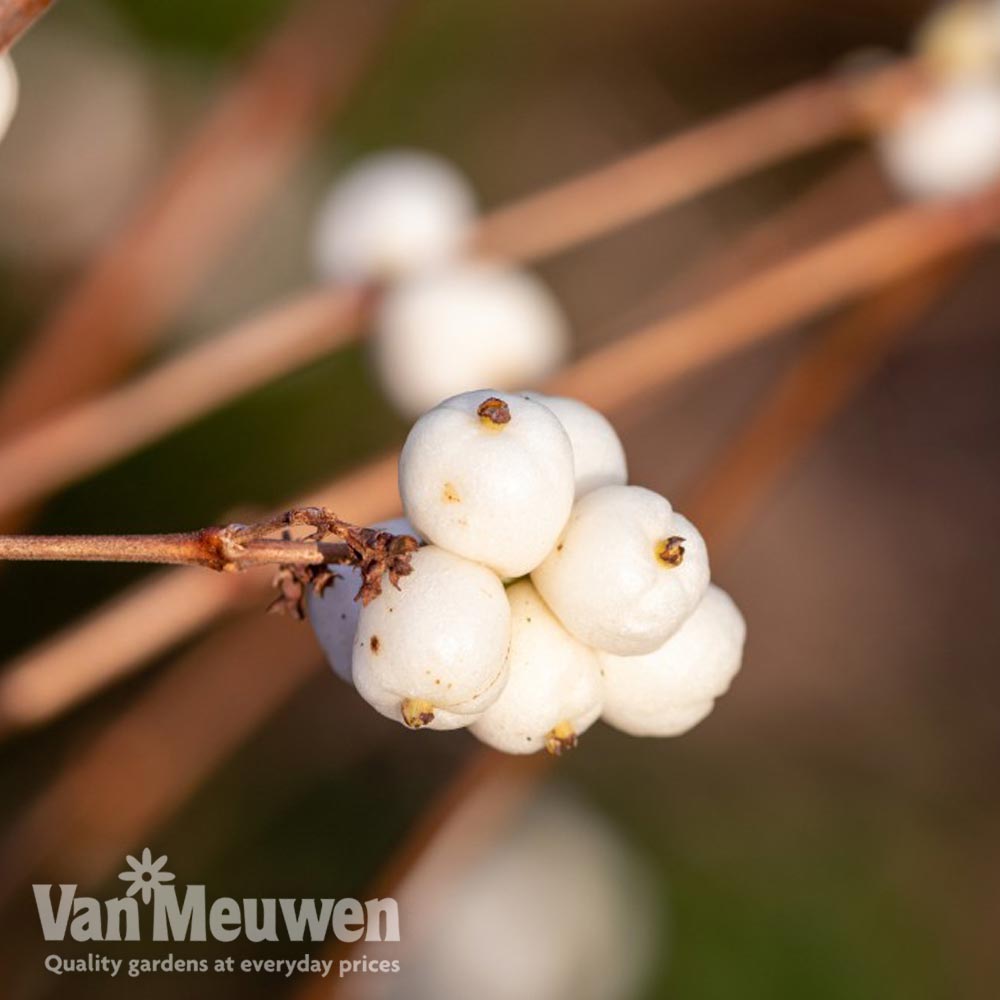 Symphoricarpos x doorenbosii 'White Hedge'