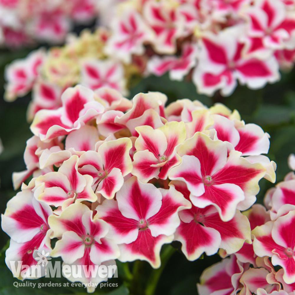 Hydrangea macrophylla 'Camilla'