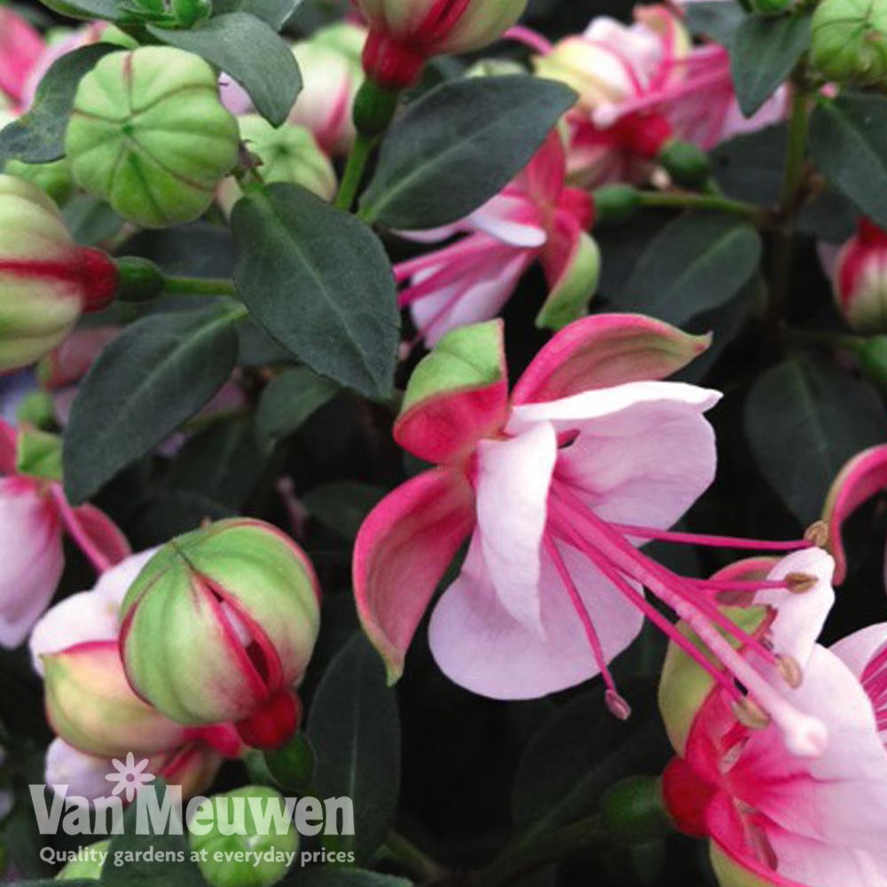 Fuchsia 'Fuchsita Candy'