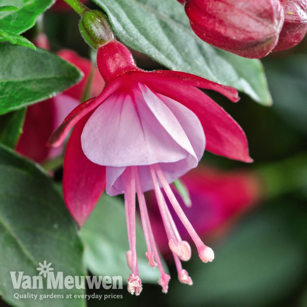 Fuchsia 'Fuchsita Red-Lavender'