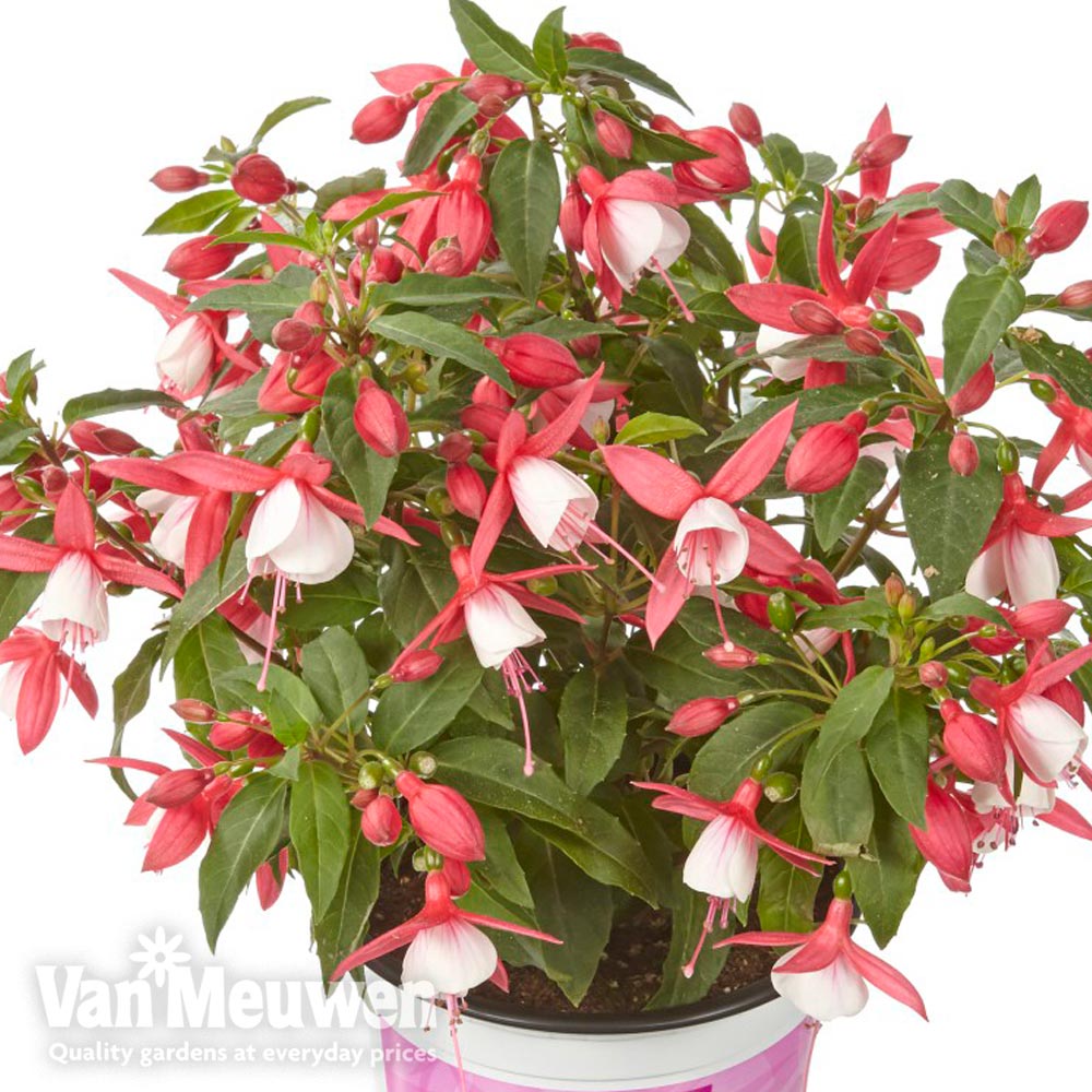 Fuchsia 'Fuchsita Scarlet-White'