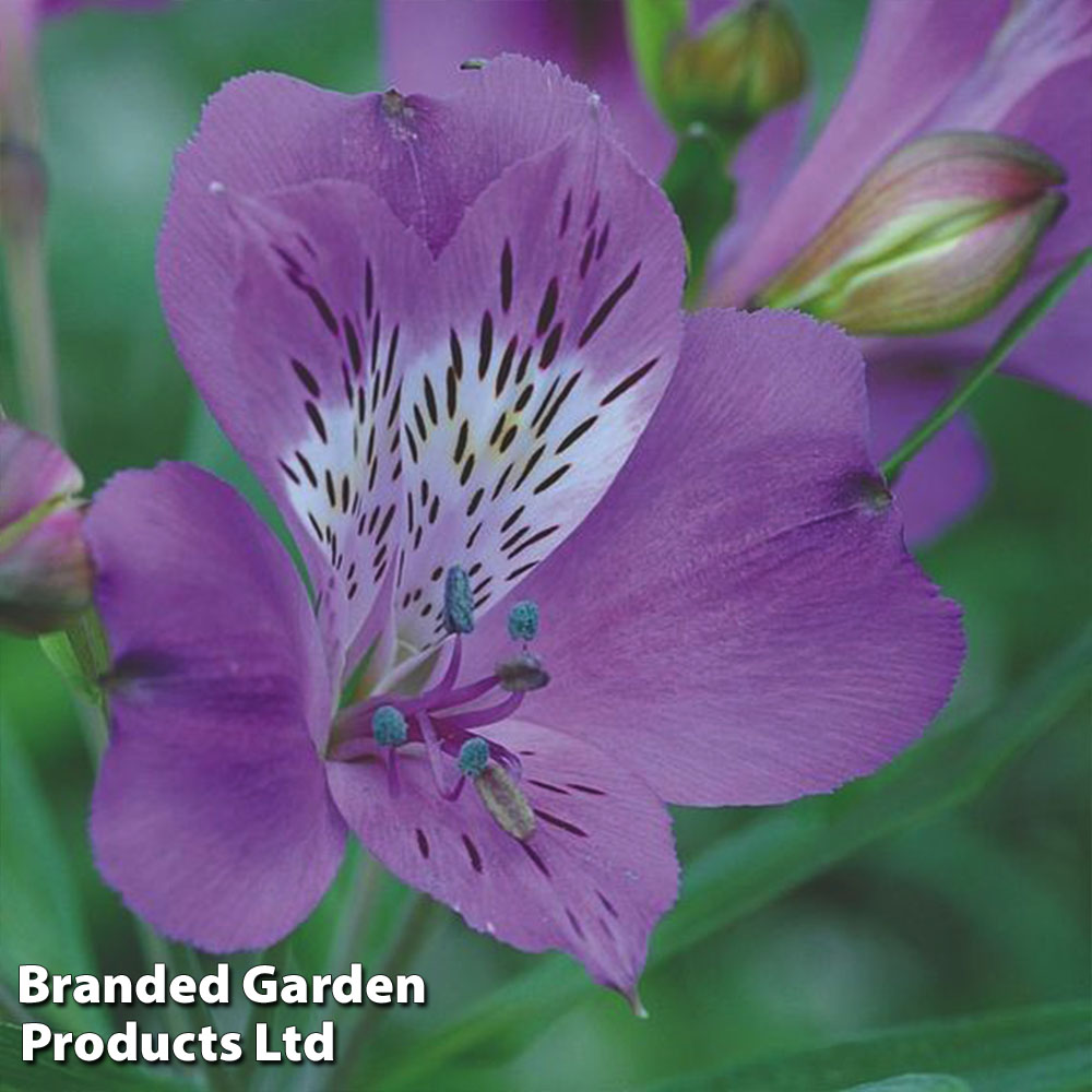 Alstroemeria 'Allure'