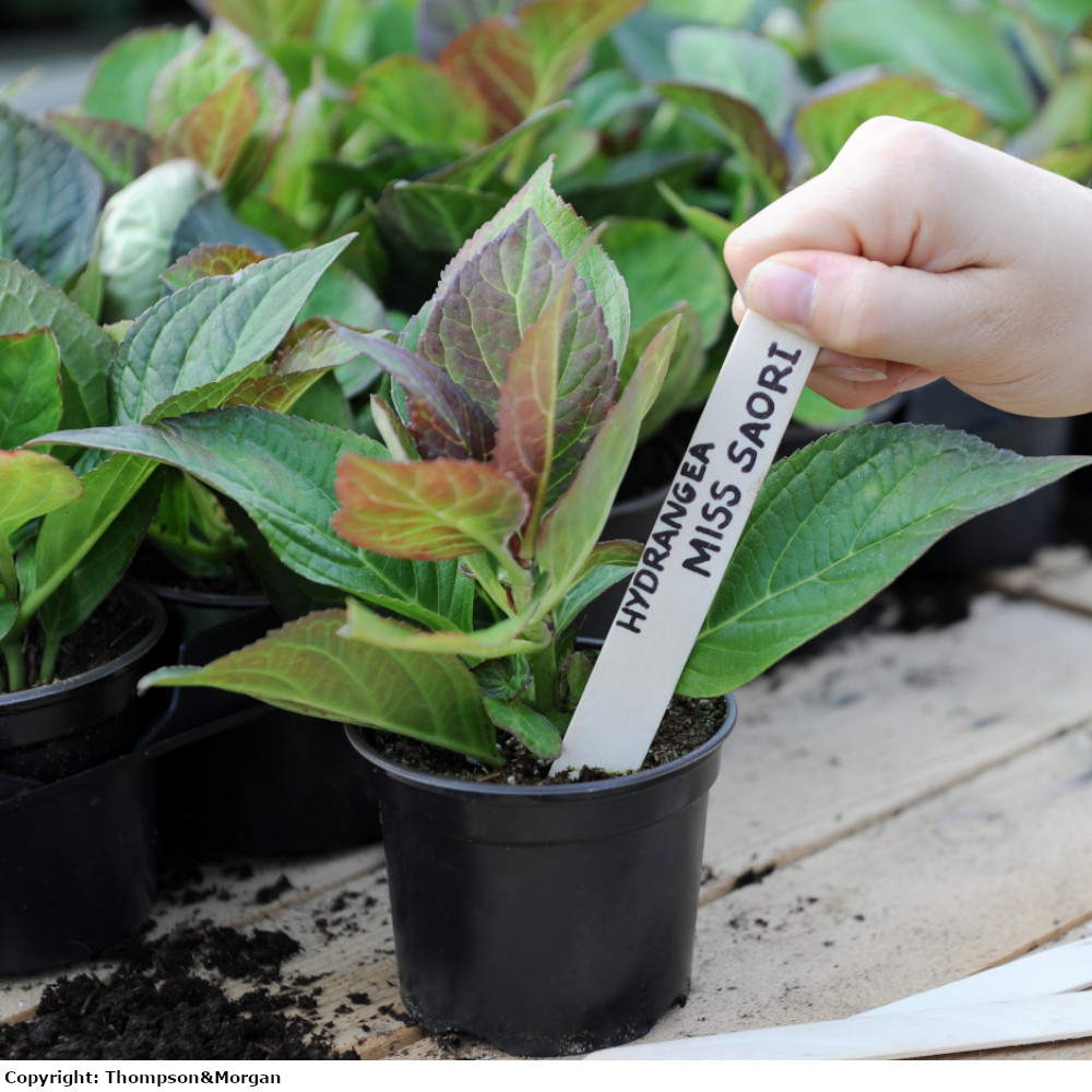 Wooden Plant Labels