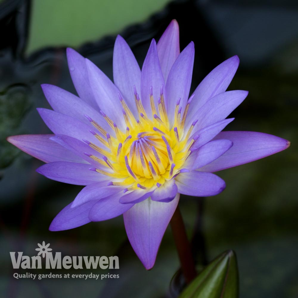 Water Lily (Blue)