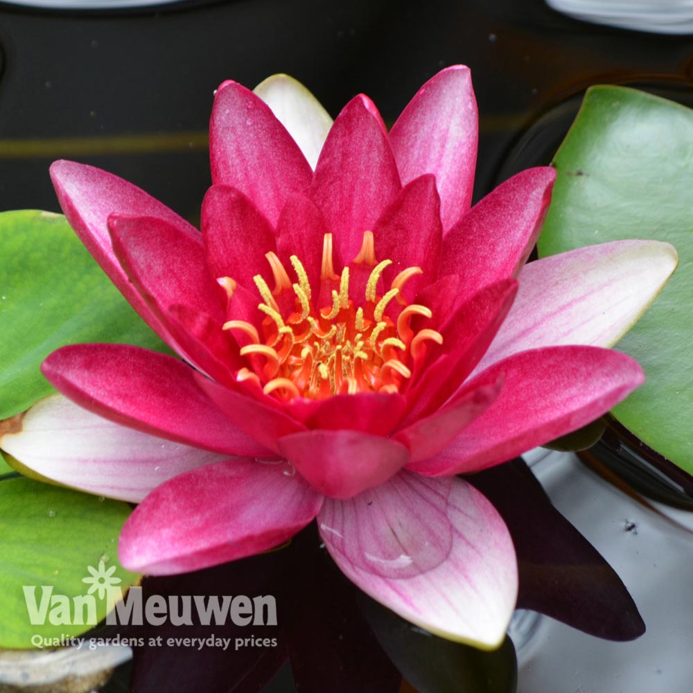 Water Lily (Red)