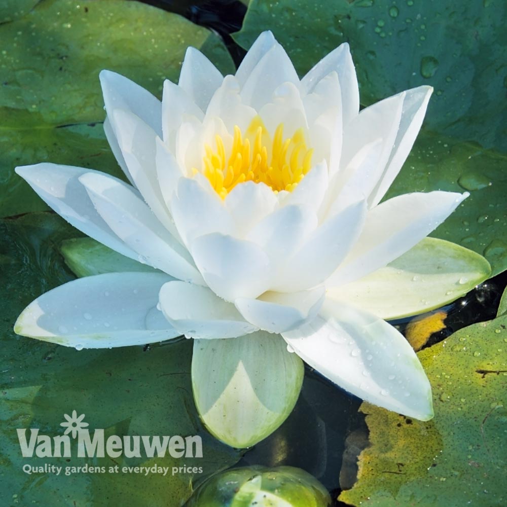 Water Lily (White)