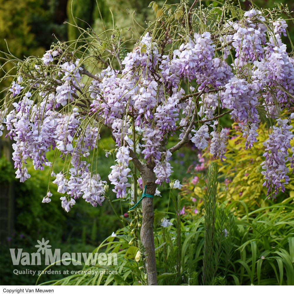 Wisteria (Standard)