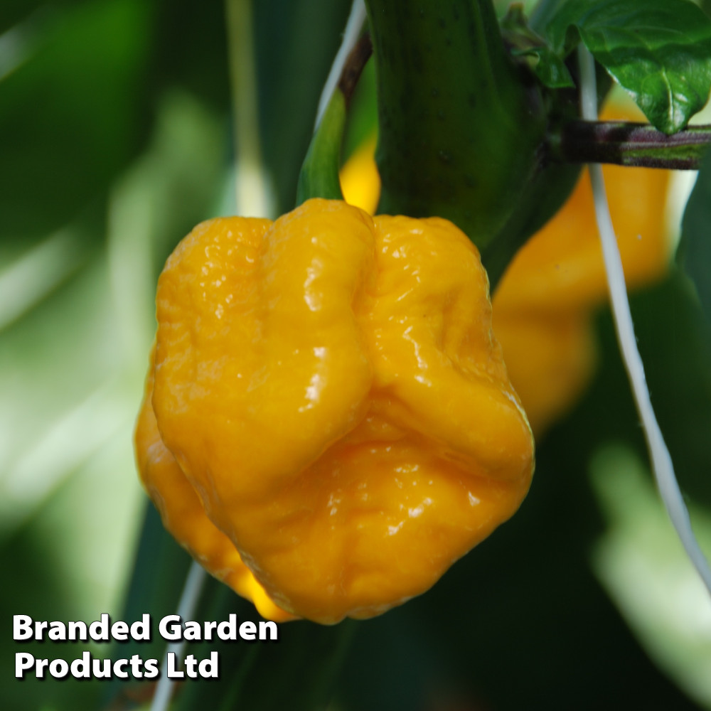 Chilli Pepper 'Yellow Reaper'