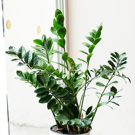 Zamioculcas zamiifolia (House Plant)