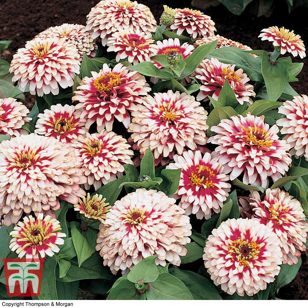 Zinnia elegans 'Swizzle Cherry & Ivory' - Kew Collection Seeds