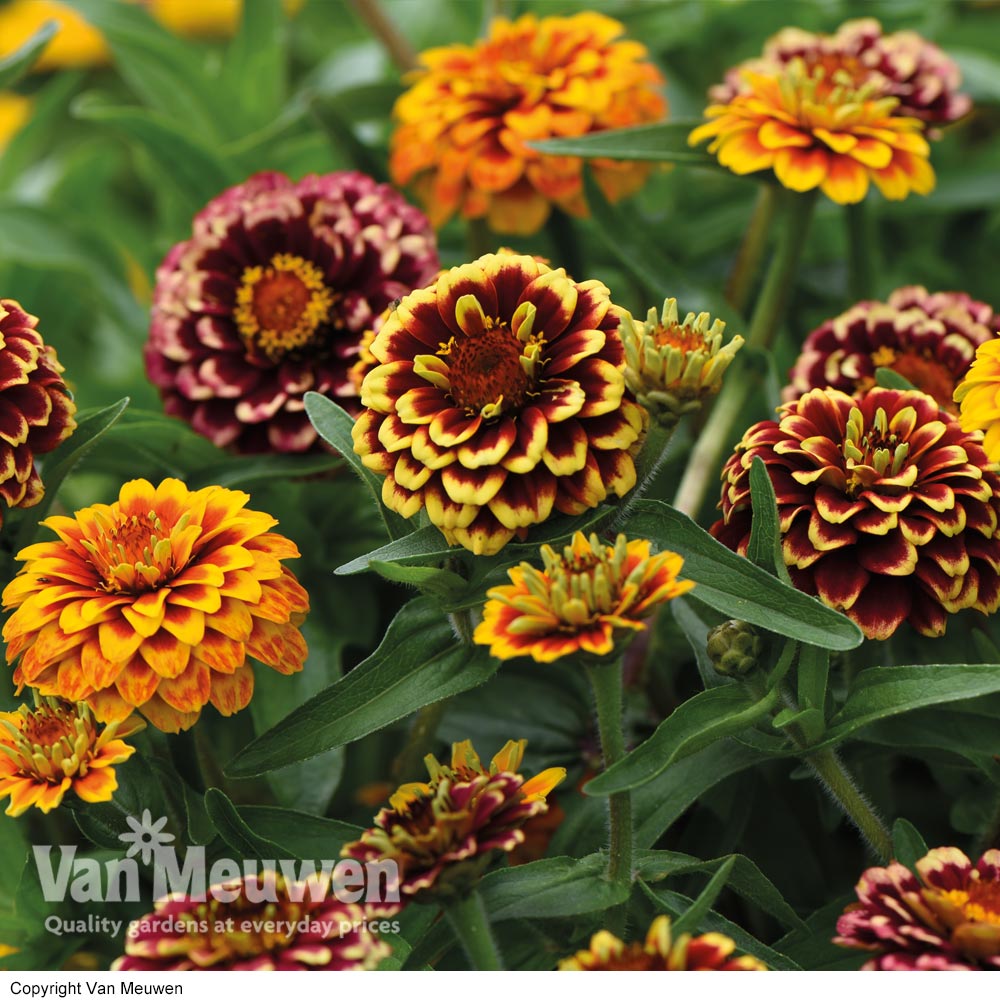 Zinnia haageana 'Aztec Sunset'