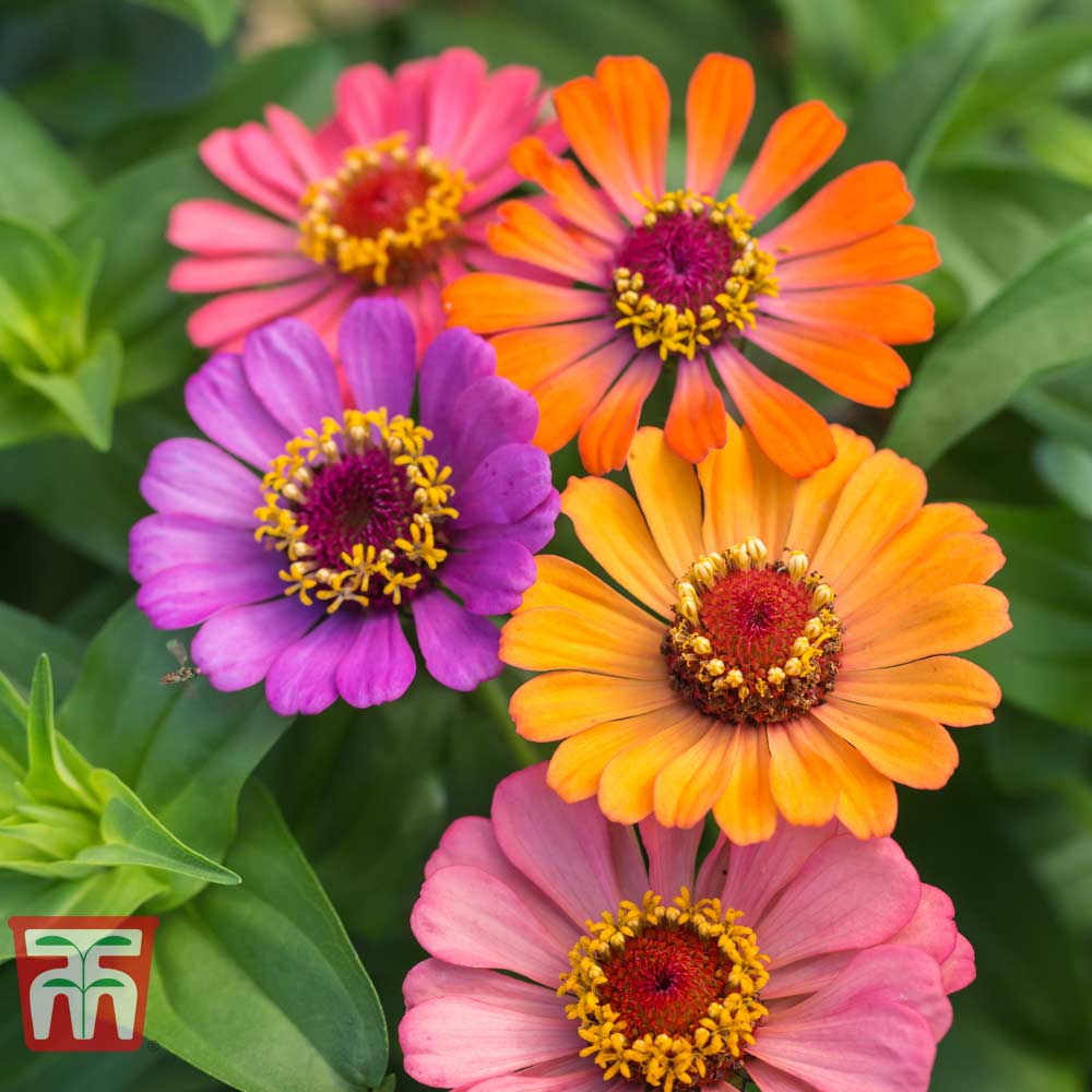 Zinnia 'Forecast'