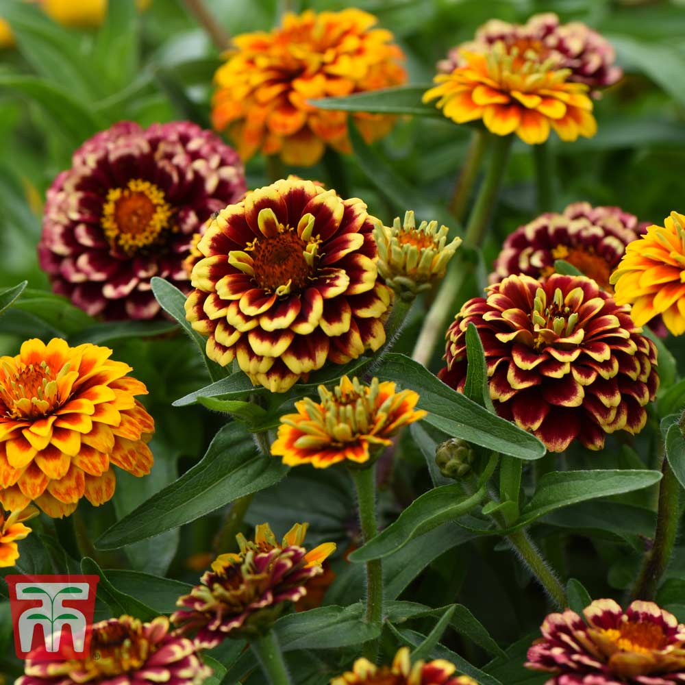 Zinnia haageana 'Aztec Sunset Improved'