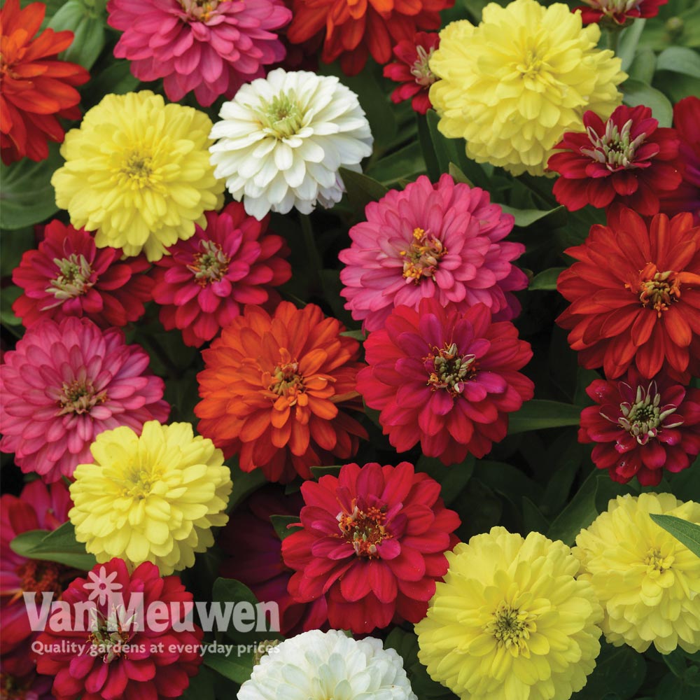 Zinnia 'Zahara Double Mix'