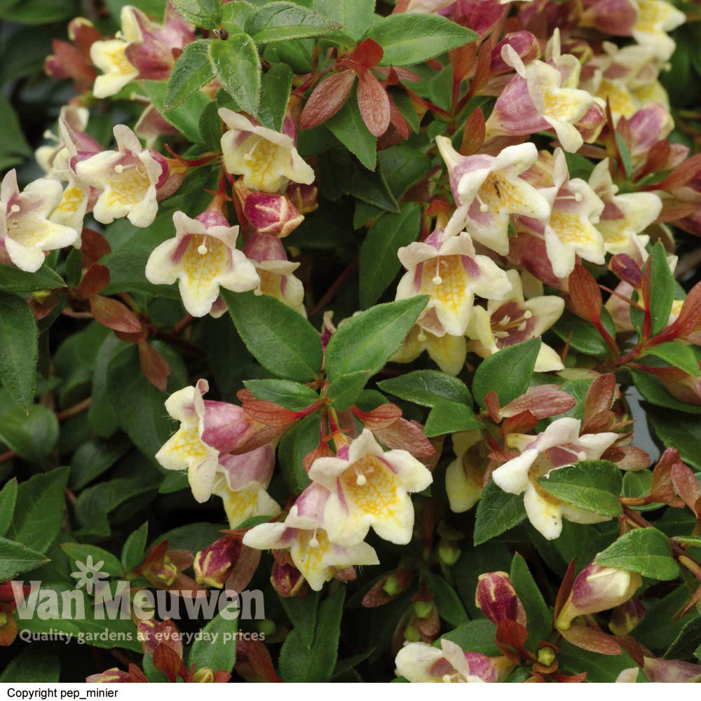 Abelia x grandiflora 'Sunny Charms'