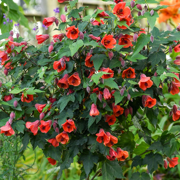 Abutilon megapotamicum 'Big Bell' (Patio Standard)