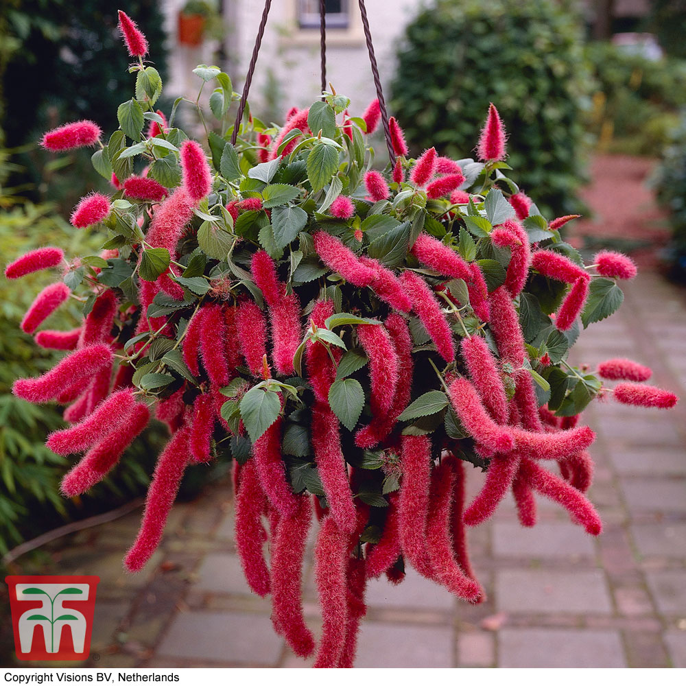 Red-Hot Cat's Tail (House Plant Seeds)