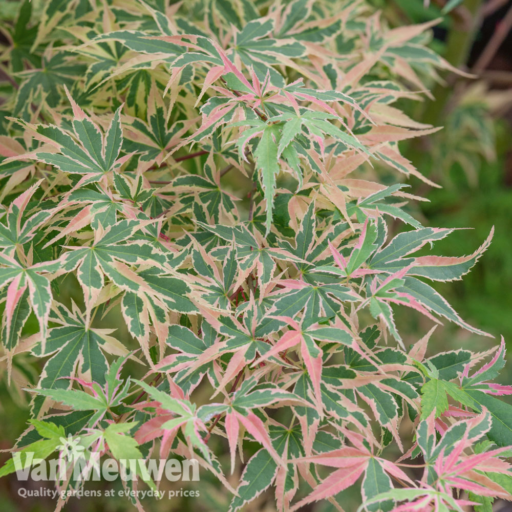 Acer palmatum 'Beni-Shichi-Henge'