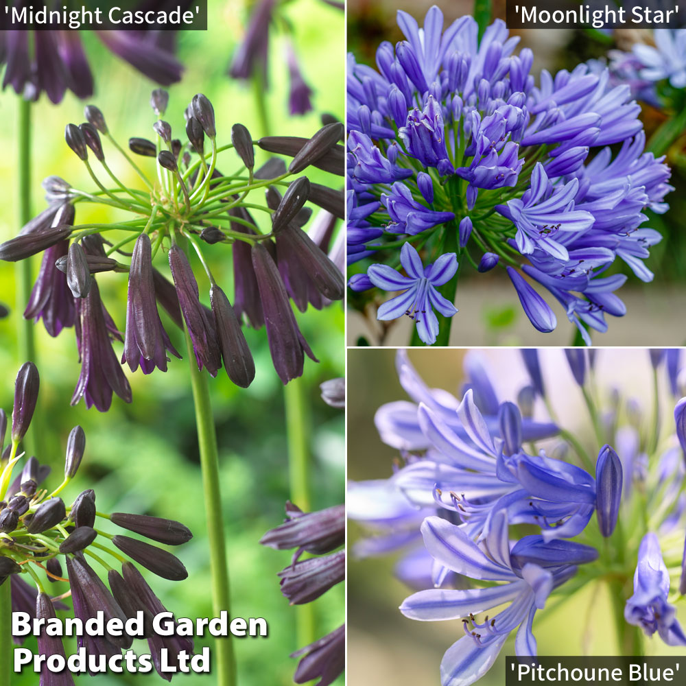 Agapanthus Blue Trio