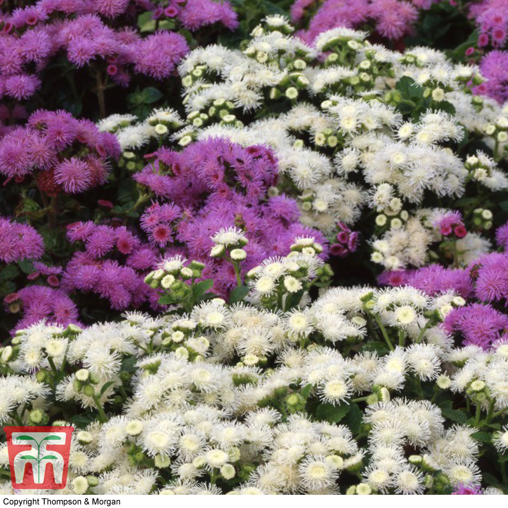 Ageratum houstonianum 'Dwarf Ball Mixed'