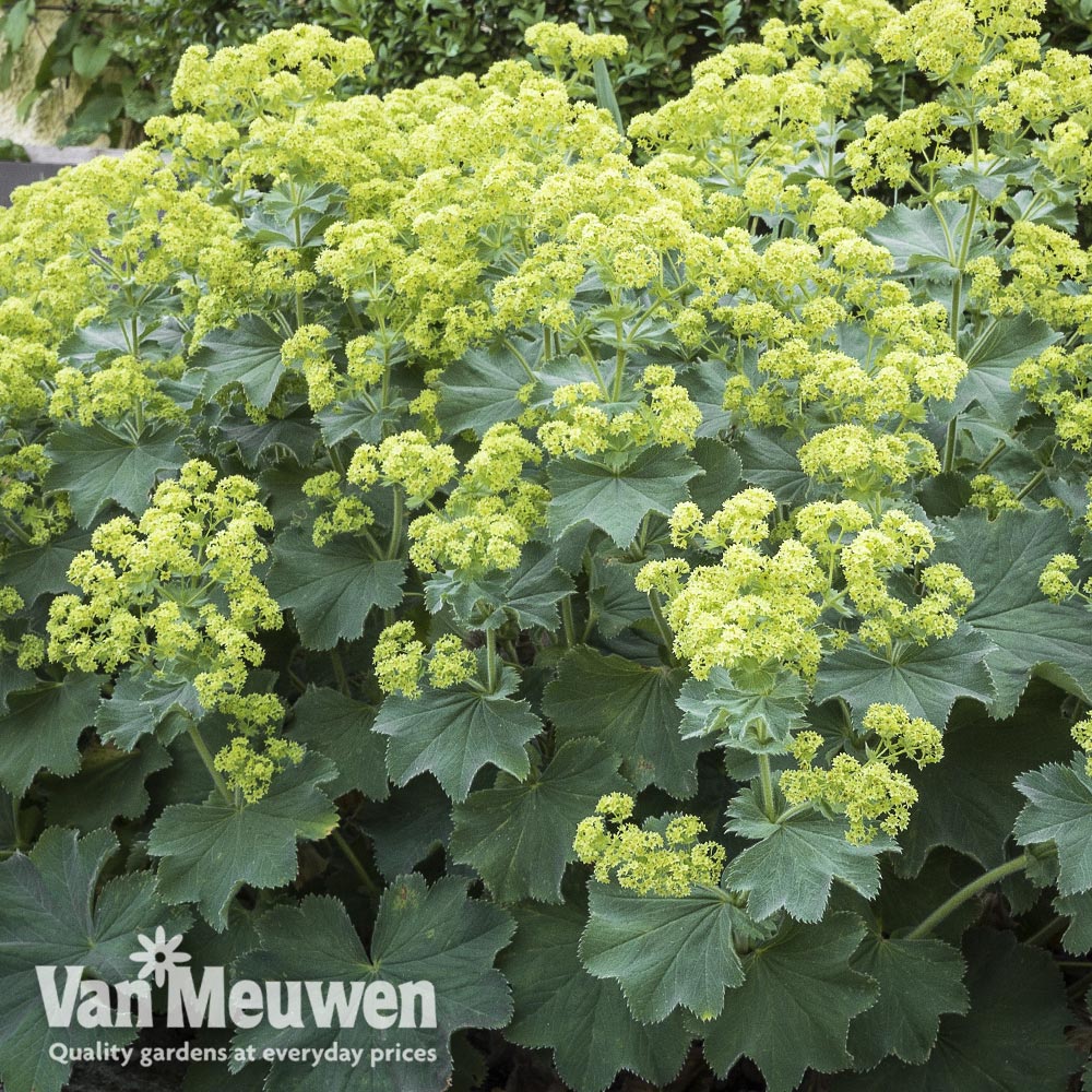 Alchemilla mollis 'Thriller'