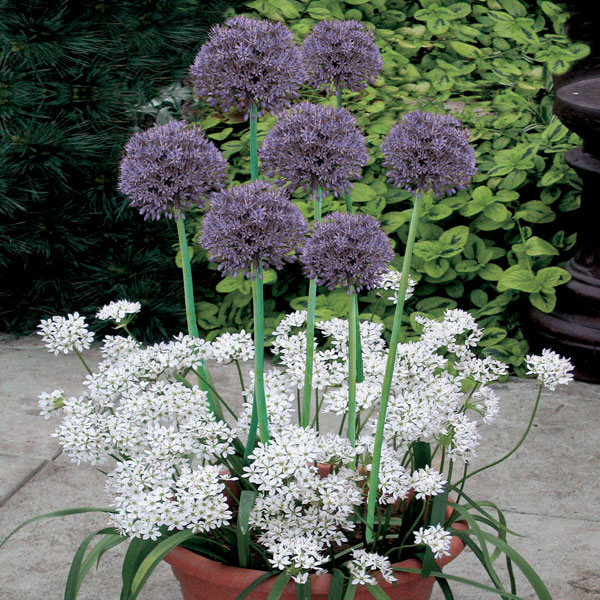 Plant-O-Tray Patio Preplanted Allium